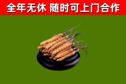 南山烟酒回收冬虫夏草.jpg