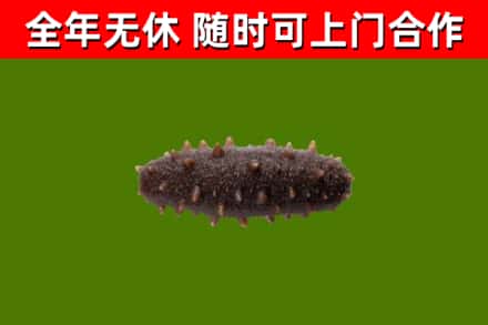 南山烟酒回收干海参.jpg